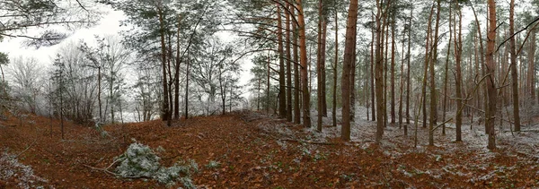 Pierwszy śnieg w sosnowym lesie, w pobliżu strumienia — Zdjęcie stockowe