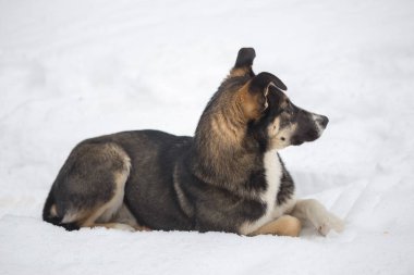insan köpeklere bile kış kar üzerinde