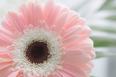 gerbera güzel beyaz bir arka plan üzerinde çiçekler.