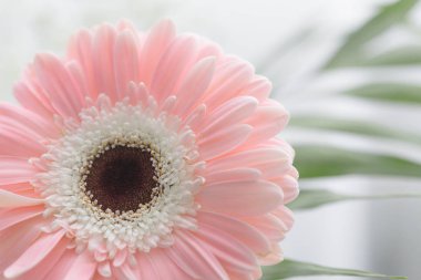 gerbera güzel beyaz bir arka plan üzerinde çiçekler.