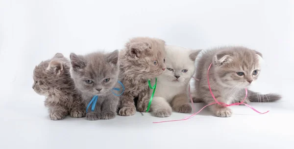Little kittens mixed breed on a white background. — Stock Photo, Image
