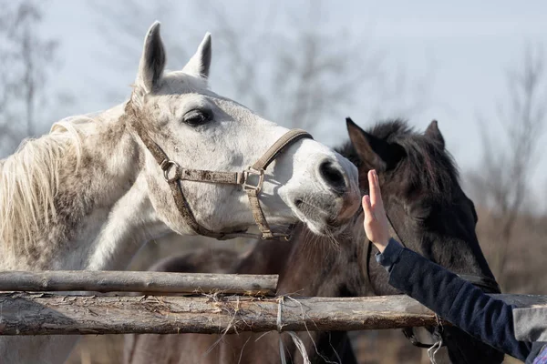 Cheval pur-sang en enclos pour enclos — Photo