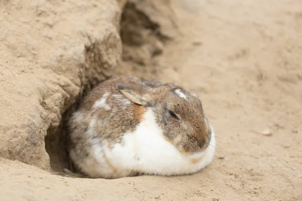 Konijn op het gras. Close-up. — Stockfoto