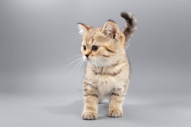 Gri bir arka plan üzerinde küçük şirin komik kedi yavrusu