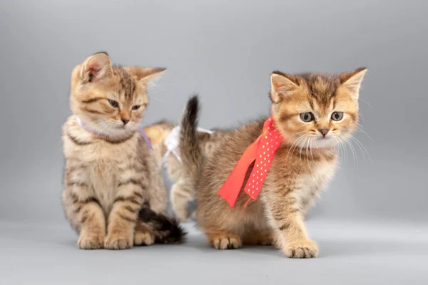 Piccoli simpatici gattini divertenti su sfondo grigio — Foto Stock