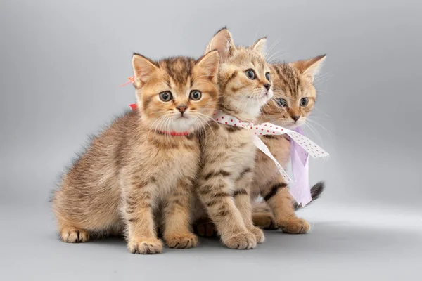 Pequeños gatitos divertidos sobre un fondo gris — Foto de Stock