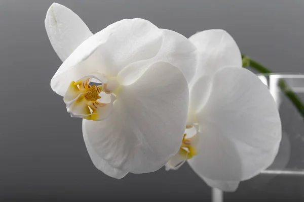 Orquídea branca em um copo em um fundo cinza . — Fotografia de Stock