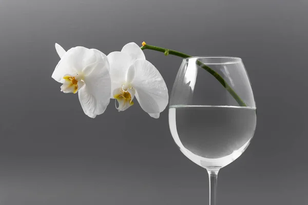 Weiße Orchidee in einem Glas auf grauem Hintergrund. — Stockfoto