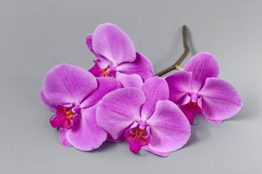 Güzel taze parlak orkide cins gri bir arka plan