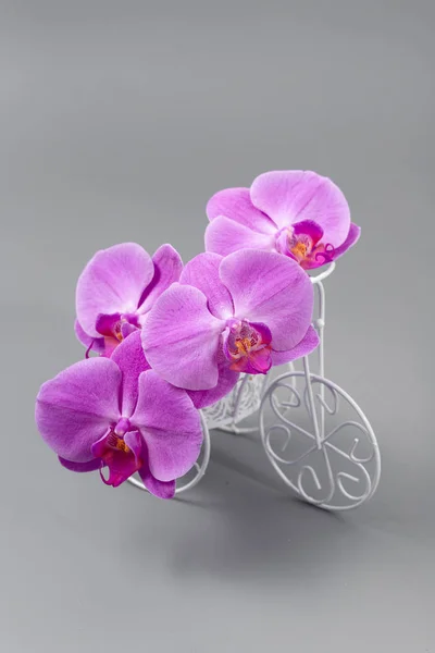 Schöne frische helle Orchidee auf grauem Hintergrund — Stockfoto