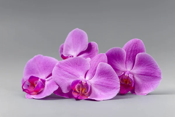 Schöne frische helle Orchidee auf grauem Hintergrund — Stockfoto