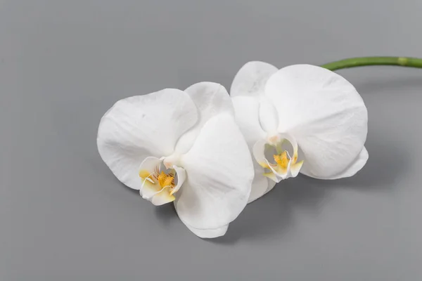 Schöne frische helle Orchidee auf grauem Hintergrund — Stockfoto