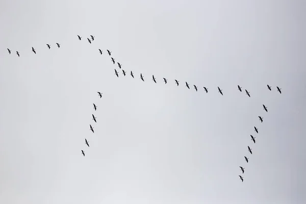 Troupeau d'oiseaux migrateurs dans le ciel — Photo