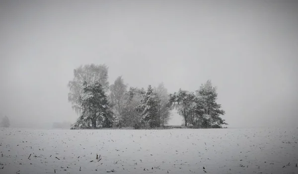 Einsame schneebedeckte Bäume auf dem Feld. überwiegend bewölkt — Stockfoto