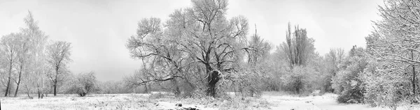 Eenzame besneeuwde bomen in het gebied. Voornamelijk bewolkt — Stockfoto