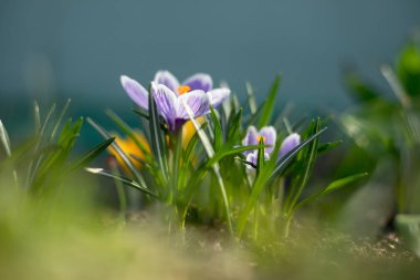 Parlak güneş ışınları erken genç çiğdemler bahar