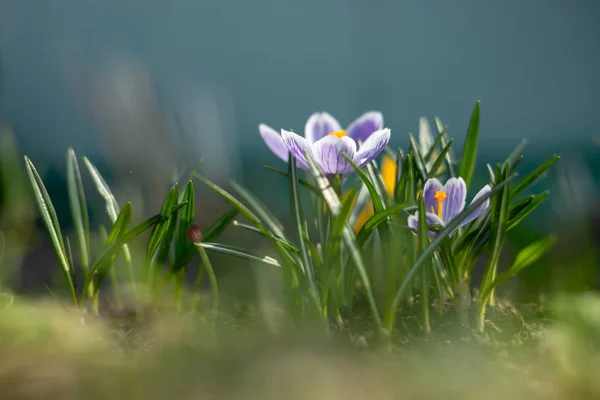 Printemps jeunes crocus tôt dans les rayons du soleil lumineux — Photo