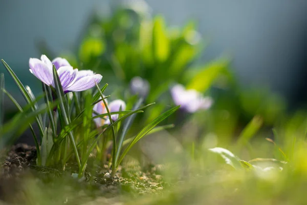 Våren tidigt unga krokusar i ljusa solen strålar — Stockfoto