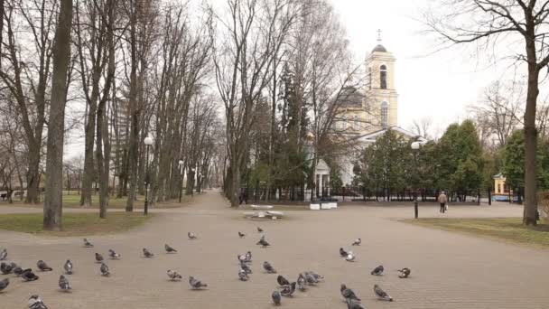 호몔, 벨라루스-7 월 29 일, 2016: Rumyantsevs 및 Paskevichs의 호몔 궁전의 공원 앙상블에서 파노라마 보기. — 비디오