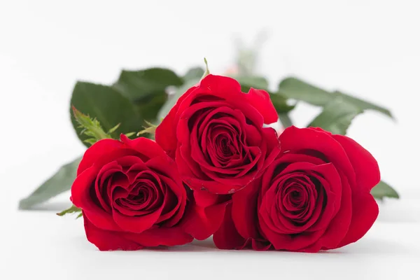 Rote Rosen auf weißem Hintergrund. isolieren — Stockfoto