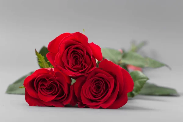 Rote Rosen auf grauem Hintergrund. isolieren — Stockfoto