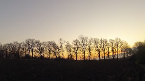 Un time-lapse. L'alba tra gli alberi in primavera — Video Stock