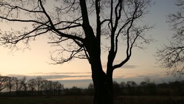 Un gran árbol al amanecer en primavera — Vídeo de stock