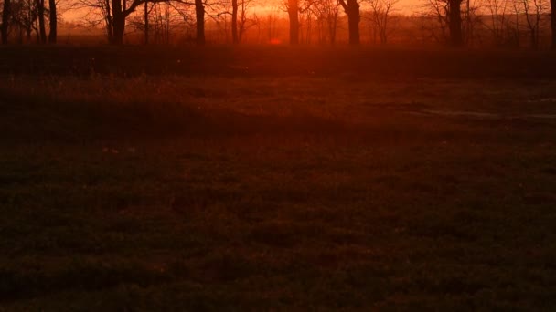 De zon schijnt door de bomen bij dageraad in de lente — Stockvideo