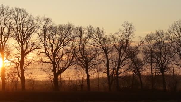 O sol brilha através das árvores ao amanhecer na primavera — Vídeo de Stock