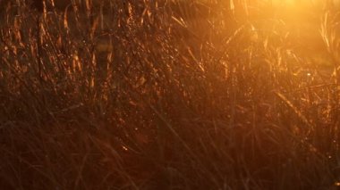 Güneş ışınları kuru ot yollarını şafakta baharda olun