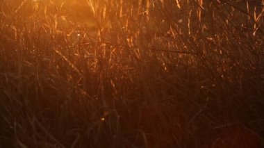 Güneş ışınları kuru ot yollarını şafakta baharda olun