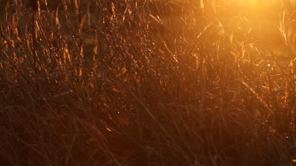 Akumulující paprsky slunce a aby jejich cestu přes suché trávy za svítání na jaře — Stock video
