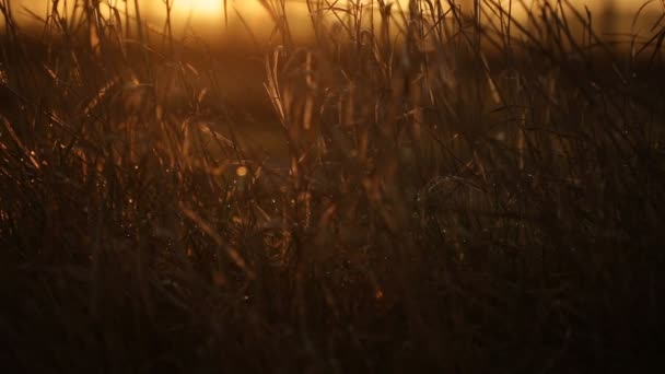 太陽光線は春に夜明けに乾いた草を介して自分の道を作る — ストック動画