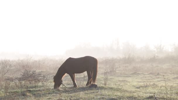 Le cheval paît dans la prairie à l'aube du printemps 
