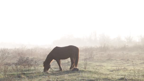 Het paard is grazen in de weide bij dageraad in de lente — Stockvideo