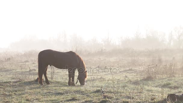 Le cheval paît dans la prairie à l'aube du printemps 