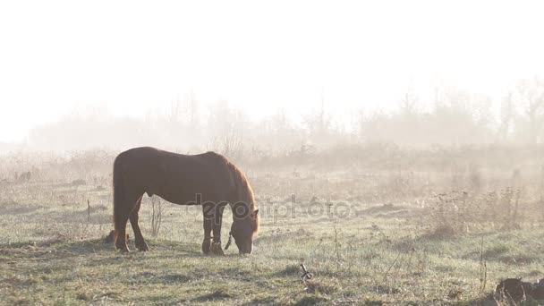 El caballo está pastando en el prado al amanecer en la primavera — Vídeos de Stock