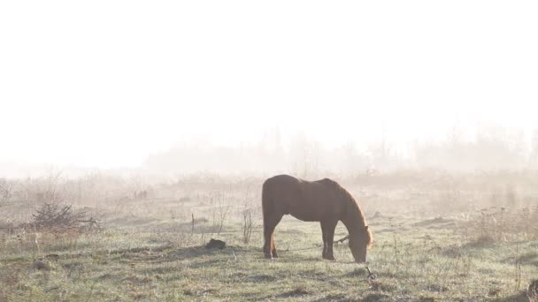 Het paard is grazen in de weide bij dageraad in de lente — Stockvideo