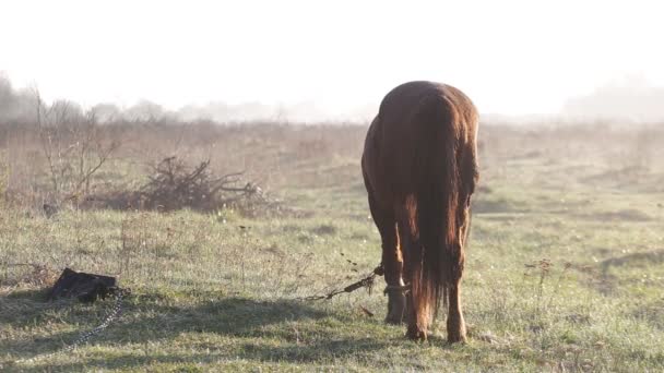 Le cheval paît dans la prairie à l'aube du printemps 