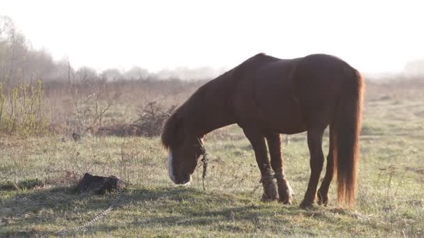 Le cheval paît dans la prairie à l'aube du printemps 