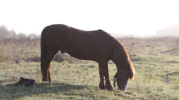 Het paard is grazen in de weide bij dageraad in de lente — Stockvideo