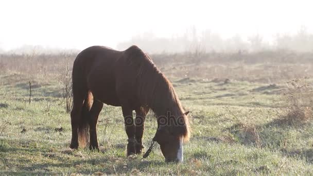 Le cheval paît dans la prairie à l'aube du printemps 