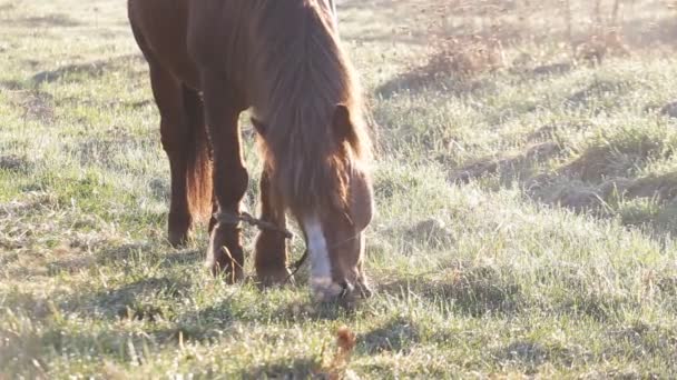 El caballo está pastando en el prado al amanecer en la primavera — Vídeos de Stock