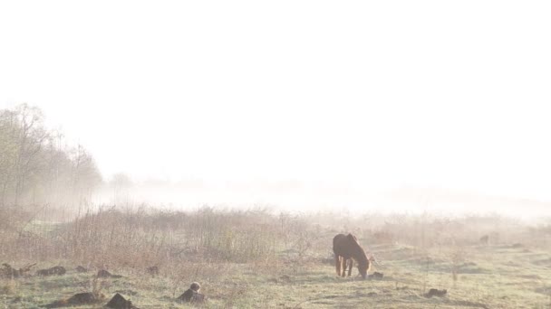 Het paard is grazen in de weide bij dageraad in de lente — Stockvideo