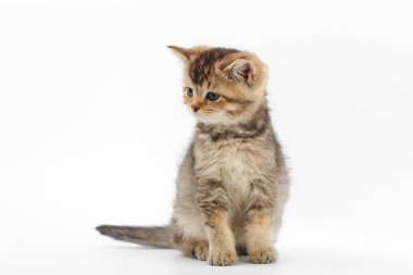 Beyaz bir arka plan üzerinde çizgili küçük şirin kedi yavrusu