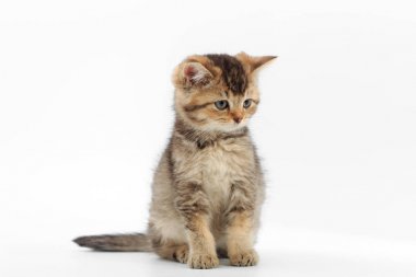 Beyaz bir arka plan üzerinde çizgili küçük şirin kedi yavrusu