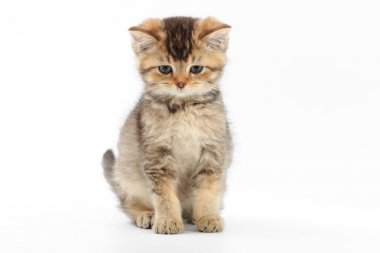 Beyaz bir arka plan üzerinde çizgili küçük şirin kedi yavrusu