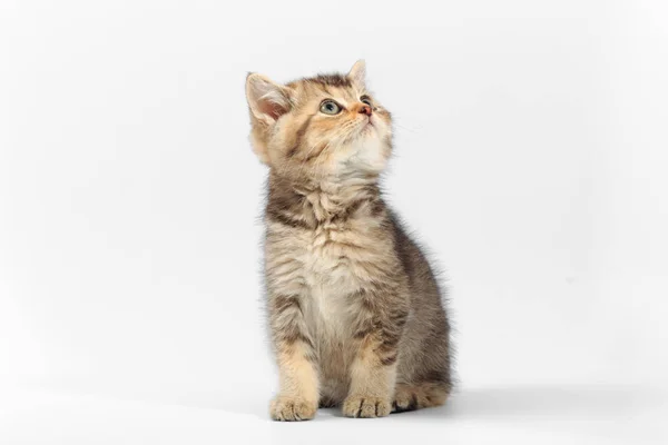 Kleines niedliches Kätzchen gestreift auf weißem Hintergrund — Stockfoto