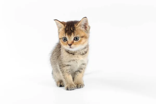 Pouco bonito gatinho listrado em um fundo branco — Fotografia de Stock