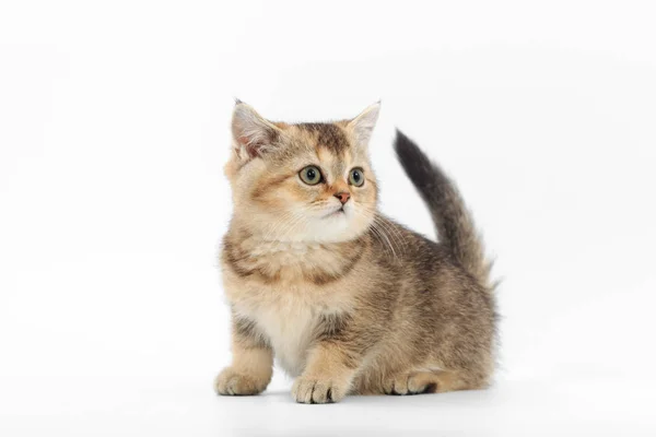 Pequeño gatito lindo rayado sobre un fondo blanco — Foto de Stock
